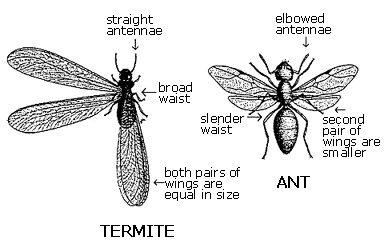 [Bild: termite_vs_ant.gif]