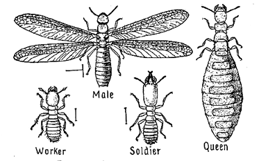 image of termite stages
